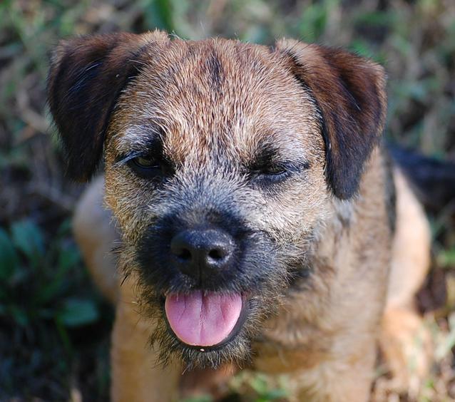 primrose border terriers 864 366 5558